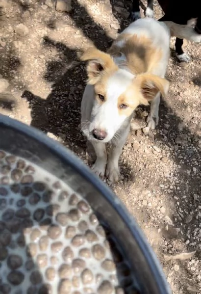 Cucciolo Orsetto cerca casa  | Foto 6