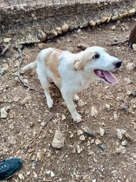 Cucciolo Orsetto cerca casa  | Foto 4