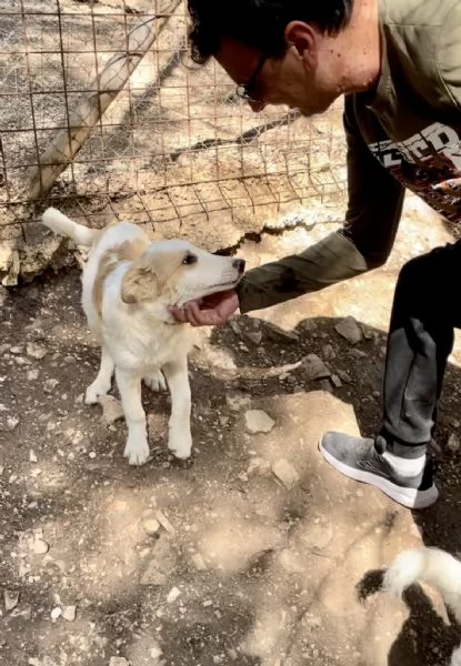 Cucciolo Orsetto cerca casa  | Foto 3