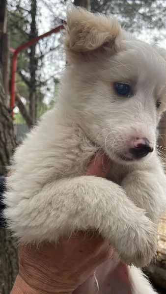 Cucciolo Orsetto cerca casa  | Foto 1