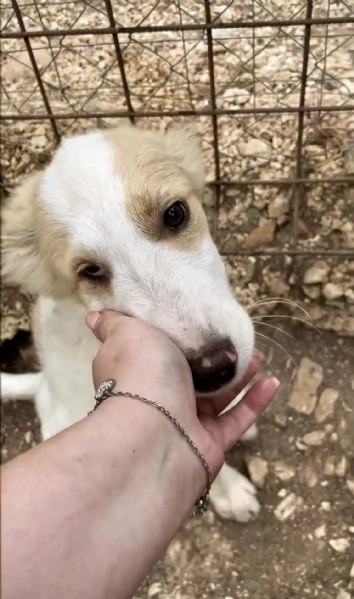 Cucciolo Orsetto cerca casa  | Foto 0