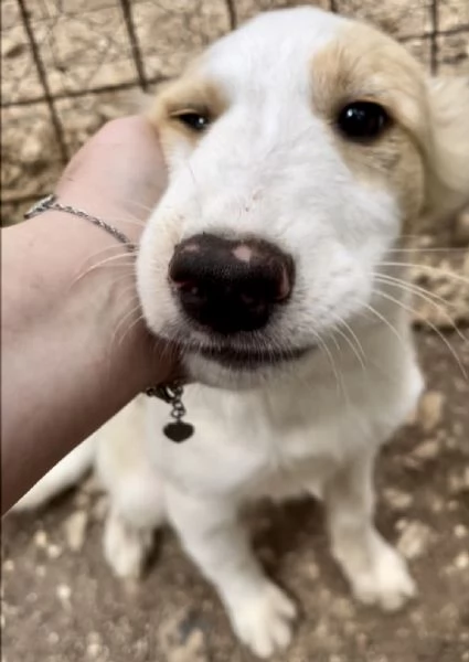 Cucciolo Orsetto cerca casa 