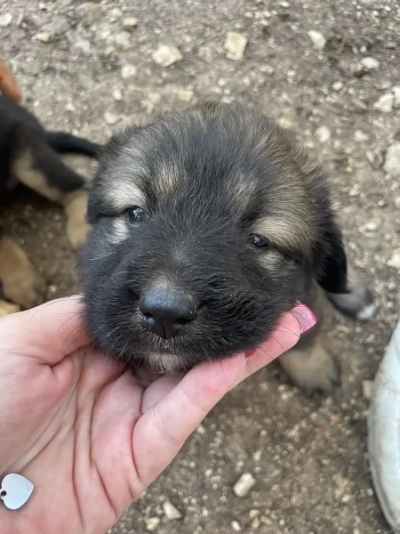 Cucciola HOPE CERCA CASA 