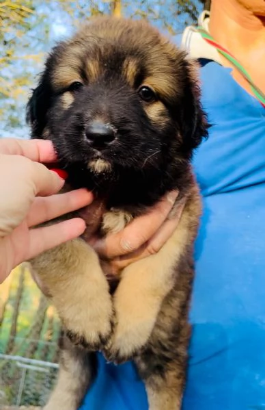 Cucciola HOPE CERCA CASA  | Foto 3