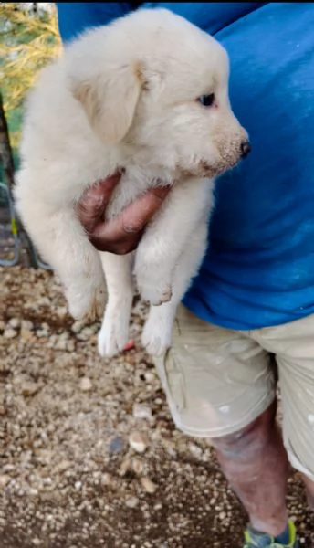 Cucciolo Spillo cerca casa  | Foto 4