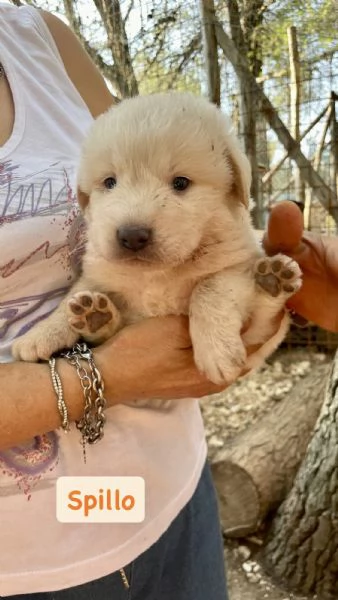 Cucciolo Spillo cerca casa  | Foto 1