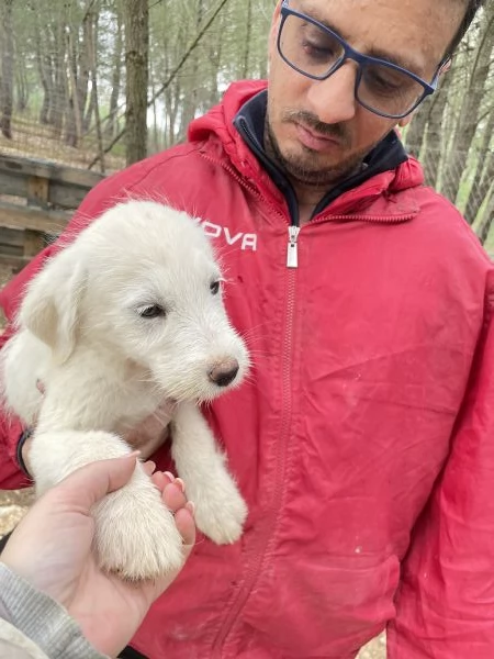 Cucciolo Alex cerca casa  | Foto 4