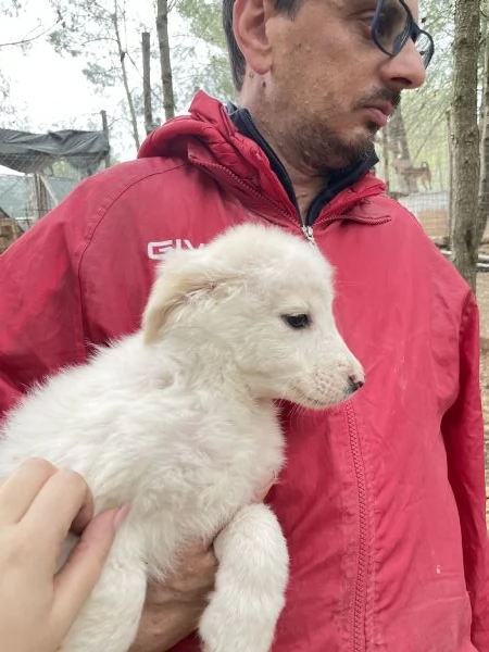 Cucciolo Saul cerca casa  | Foto 0