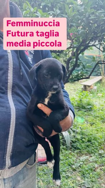 8 cucciole in adozione  | Foto 2