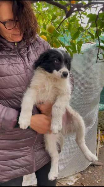 6 cuccioli Border collie cercano casa  | Foto 3