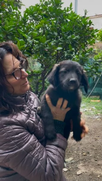 6 cuccioli Border collie cercano casa  | Foto 1