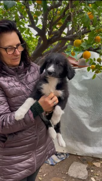 6 cuccioli Border collie cercano casa  | Foto 0