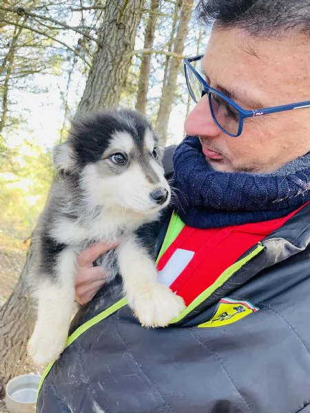 3 cuccioli maschietti cercano casa 