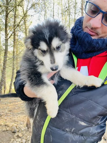 3 cuccioli maschietti cercano casa  | Foto 3