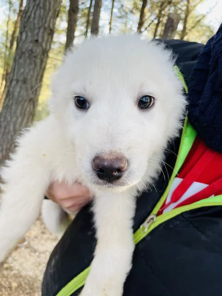 3 cuccioli maschietti cercano casa  | Foto 0