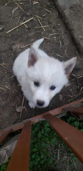 Cuccioli cane lupo di saarloos  | Foto 1