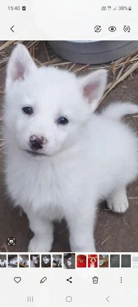 Cuccioli cane lupo di saarloos  | Foto 0