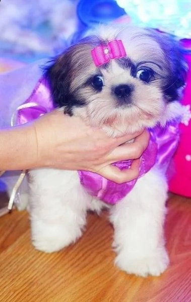 cucciolata shihtzu