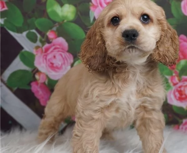 adorabili cuccioli di cocker spaniel 