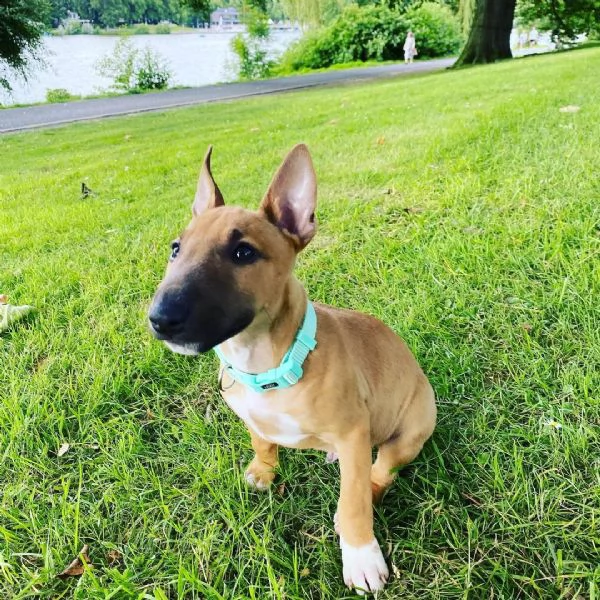 regalo cuccioli di razza bull terrier consegna con il libretto sanitario,  il michrochip, vaccinati 