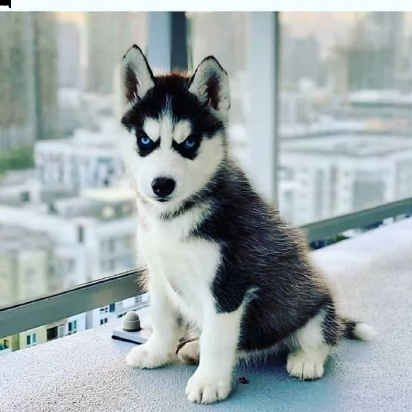 regalo cuccioli di razza siberiano husky consegna con il libretto sanitario,  il michrochip, vaccina