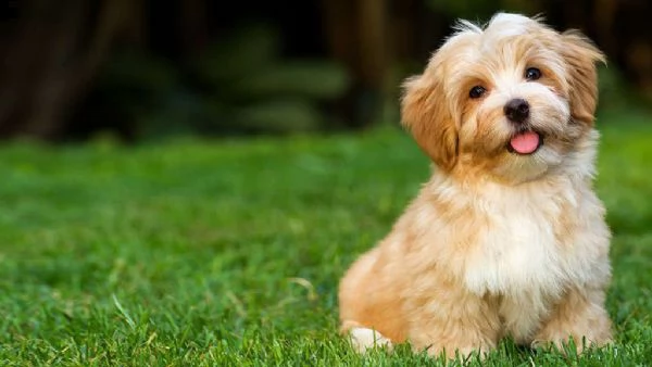 cuccioli di havanese siamo urgentemente