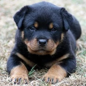 adorabili cuccioli di rottweiler 