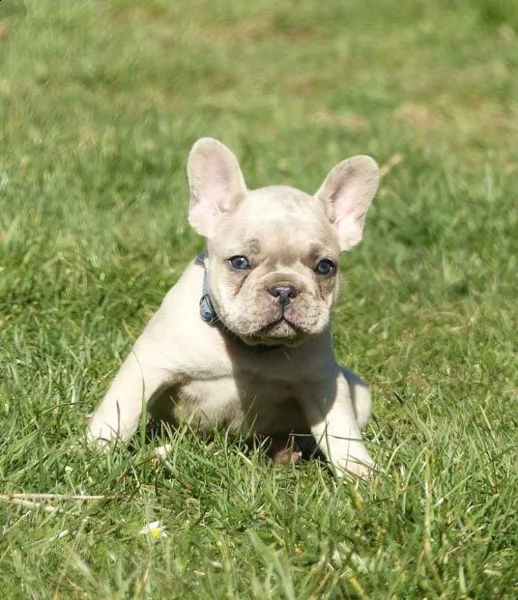 regalo cucciolo bulldog francese