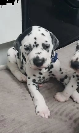 cuccioli di dalmata