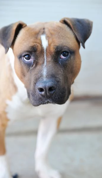 Danny bellissimo amstaff in adozione