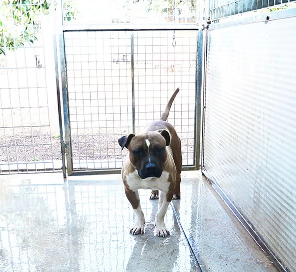 Danny bellissimo amstaff in adozione | Foto 3