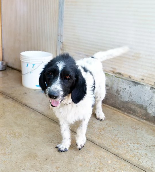 Lucky dolcissimo cane in canile in adozione | Foto 5