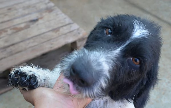 Lucky dolcissimo cane in canile in adozione | Foto 2