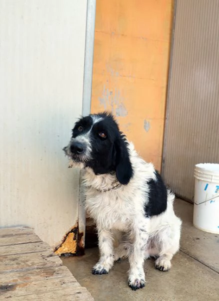 Lucky dolcissimo cane in canile in adozione