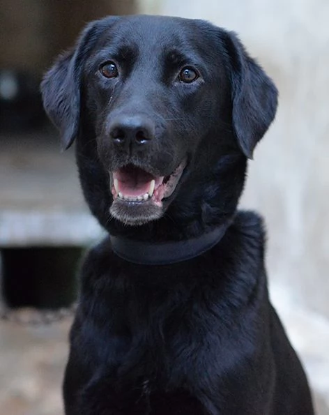 Lady dolce labrador in adozione | Foto 4