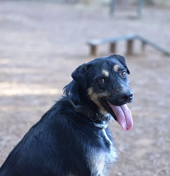 Boris bellissimo cane taglia media in adozione | Foto 3