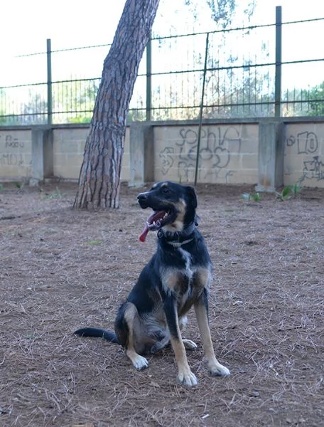 Boris bellissimo e simpatico cane in adozione | Foto 6