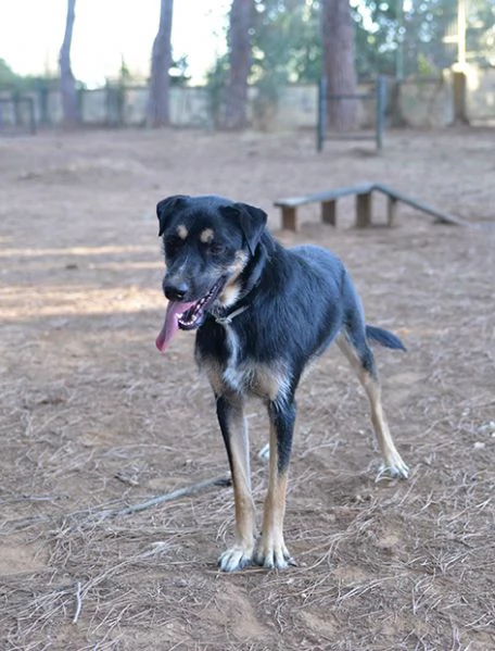 Boris bellissimo e simpatico cane in adozione | Foto 2