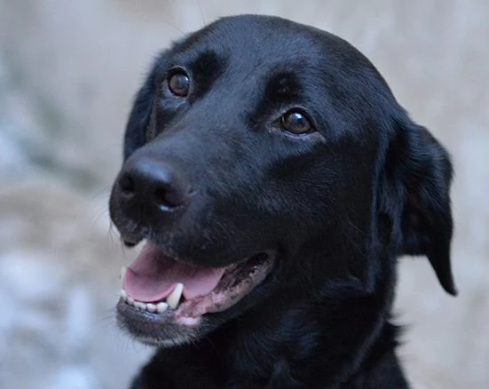 Lady bellissima mix labrador in adozione