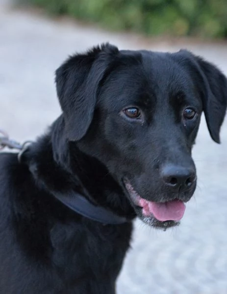 Lady bellissima mix labrador in adozione | Foto 6