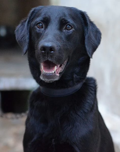 Lady bellissima mix labrador in adozione | Foto 4