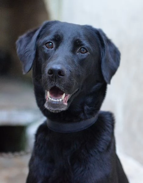 Lady bellissima mix labrador in adozione | Foto 2