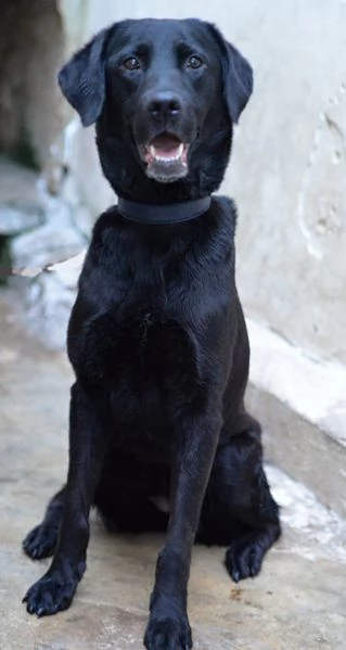 Lady bellissima mix labrador in adozione | Foto 1