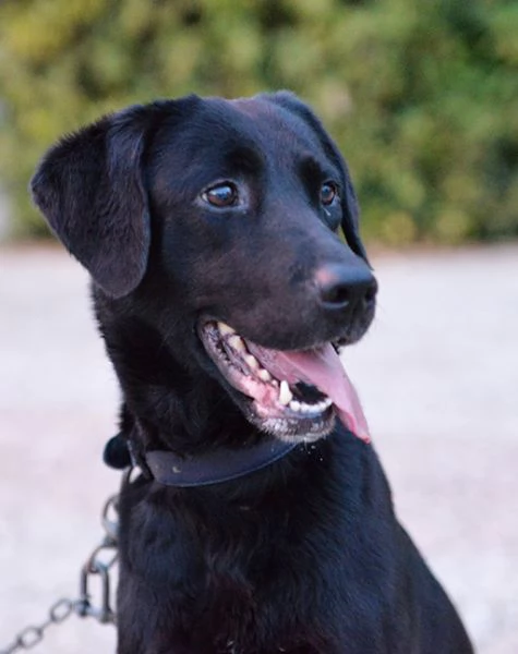 Lady bellissima mix labrador in adozione | Foto 0