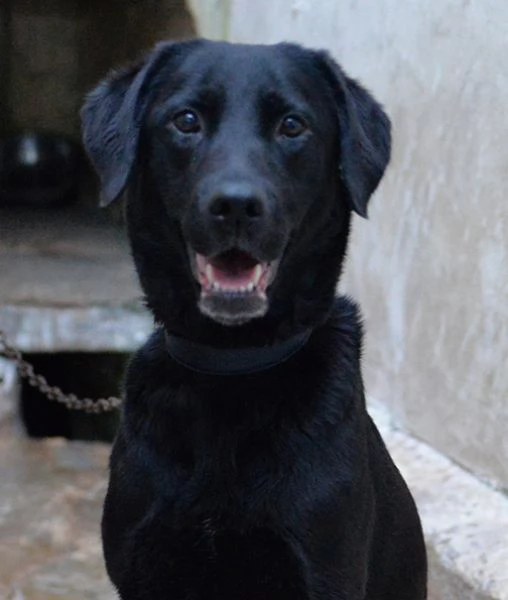 Lady bellissima labrador in adozione