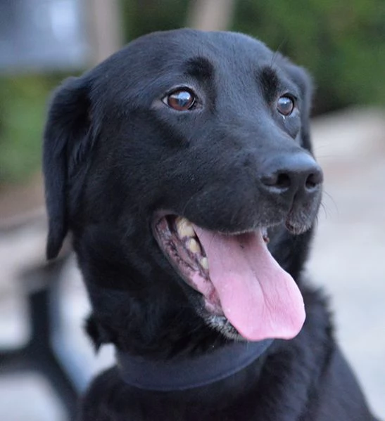 Lady bellissima labrador in adozione | Foto 1