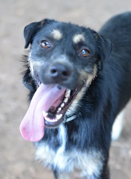 Boris bellissimo cane taglia media in adozione | Foto 6