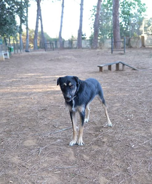 Boris bellissimo cane taglia media in adozione | Foto 0