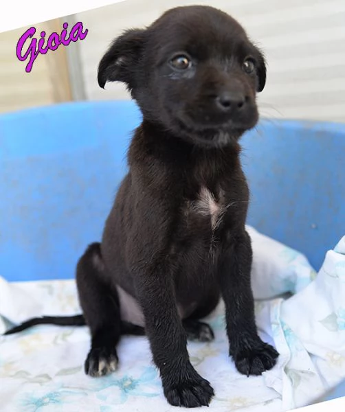 Gioia dolcissimo cucciolo femmina in adozione