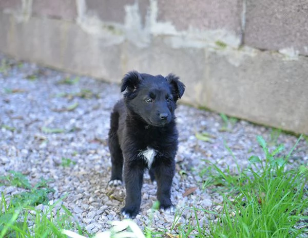 Perla bellissimo cucciolo femmina in adozione | Foto 5